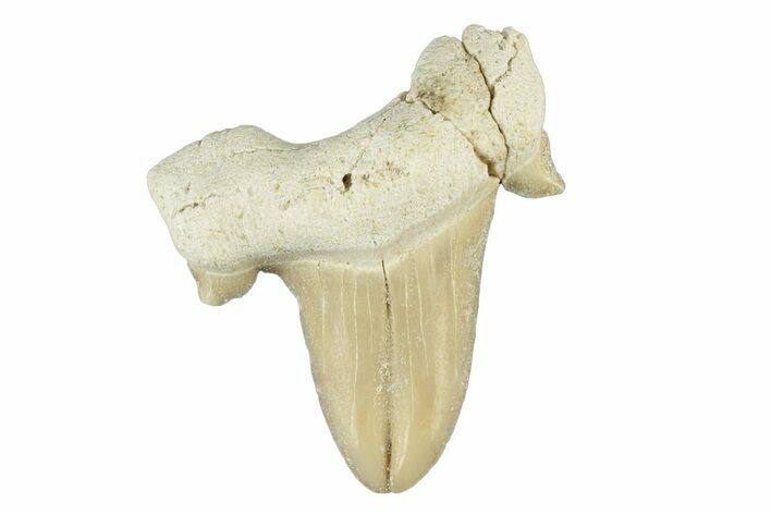 Pathological Otodus Shark Tooth - Morocco #252486